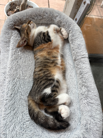 ★咲良★ の 猫だらけ♡