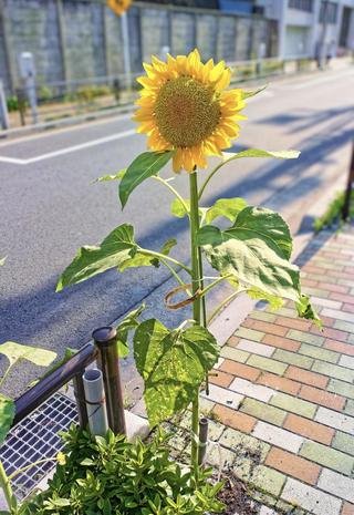 image1jpeg