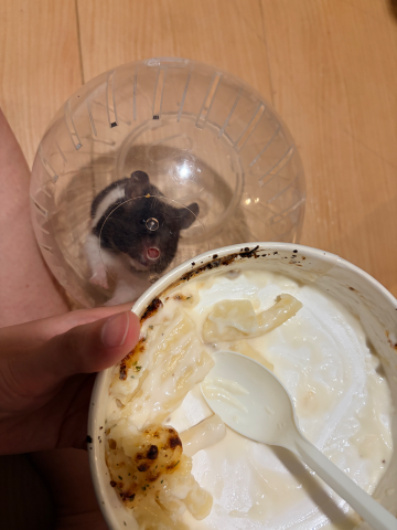 はづき の うちのかわゆすなハムスター🐹