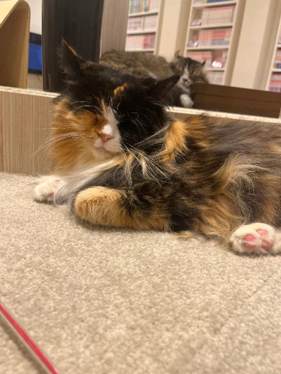 明日❣️
