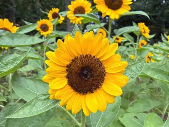 💛無事です💛