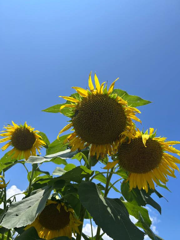 お久しぶり～🌻