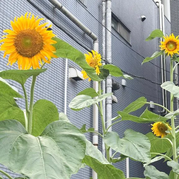 休日🌻