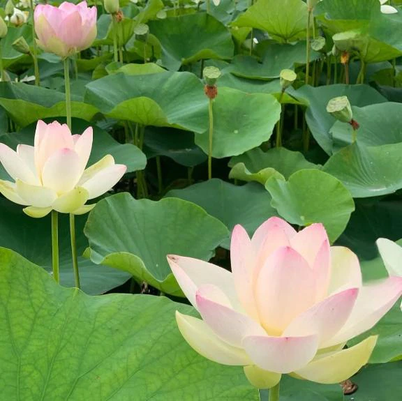 お盆休み