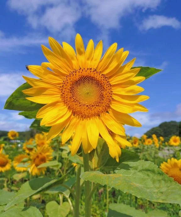 夏の終わり？