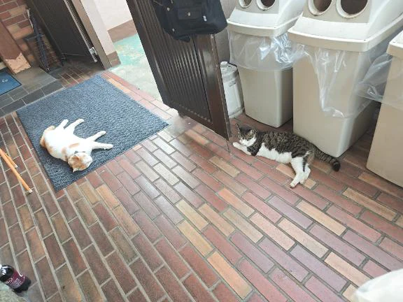 看板猫としてのプロ意識が凄い🐱