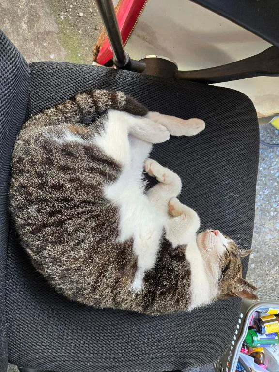 8月8日は世界猫の日🐱🌏