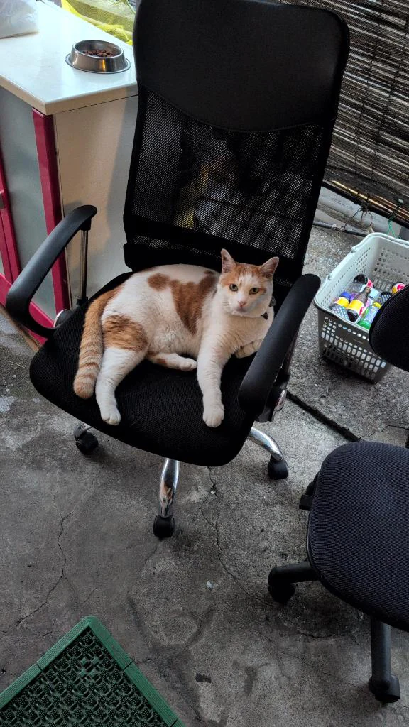 🐱｢どんまい｣