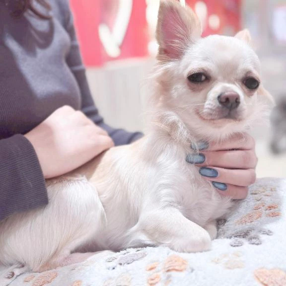 さくら 合言葉?