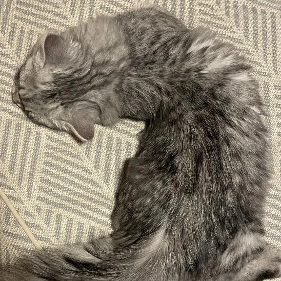 さくら 28時まで?