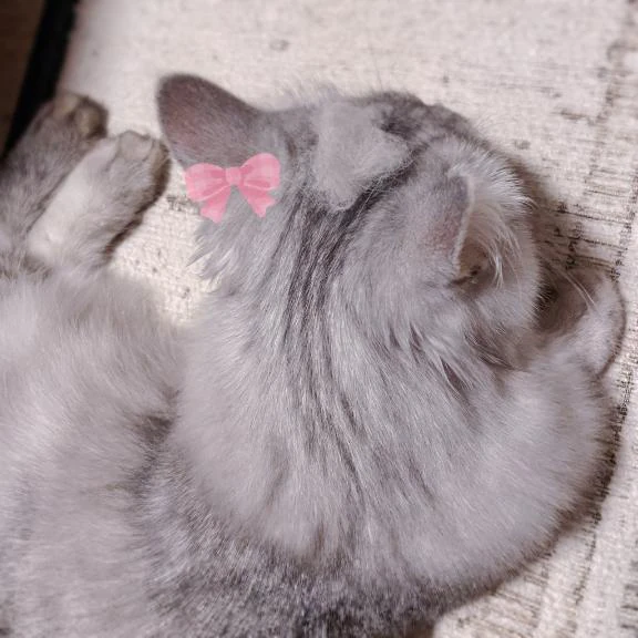 さくら 合言葉?