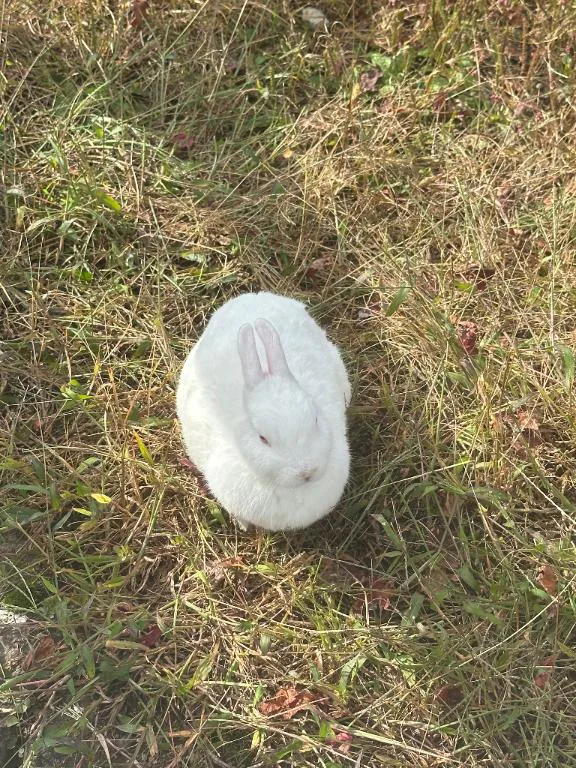 18日から♡