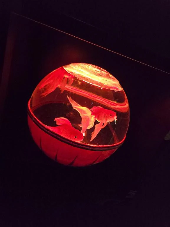 金魚💕
