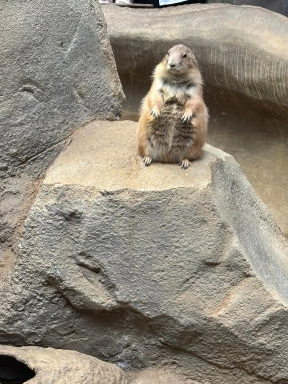 😻