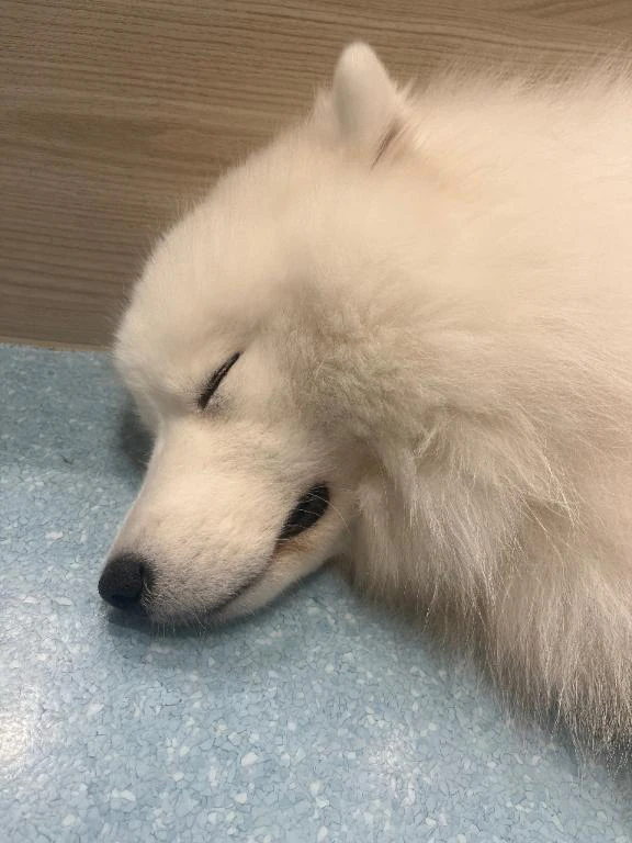 本日🈵🐶