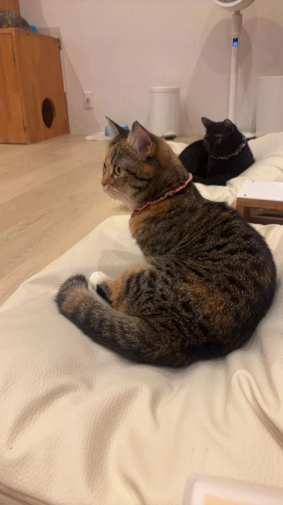 猫カフェ来たよー🐱🐾