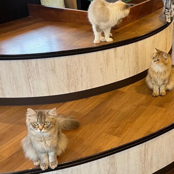 います🐱