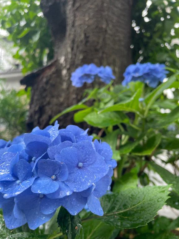 こんにちはー♡