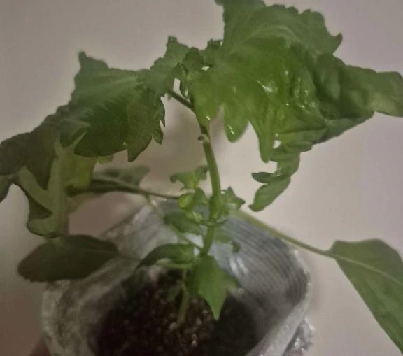 (ﾟＡﾟ;)🌱͛🌱͛🌱͛