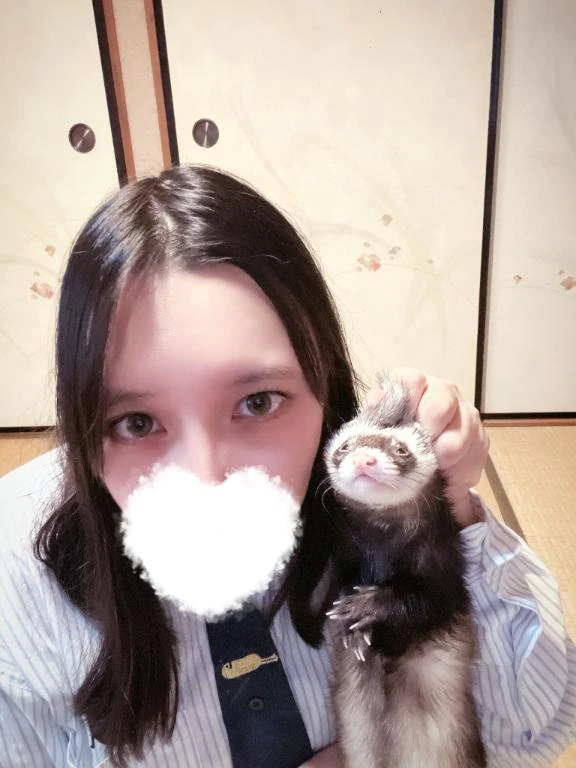 フェレット