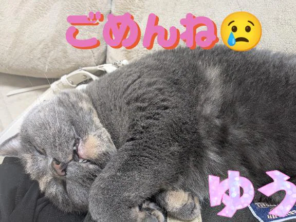 🐱🐾