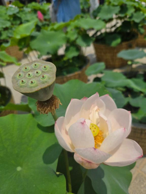 💟ぼんやり