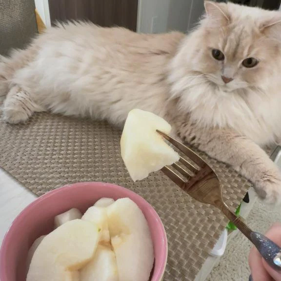 秋と猫