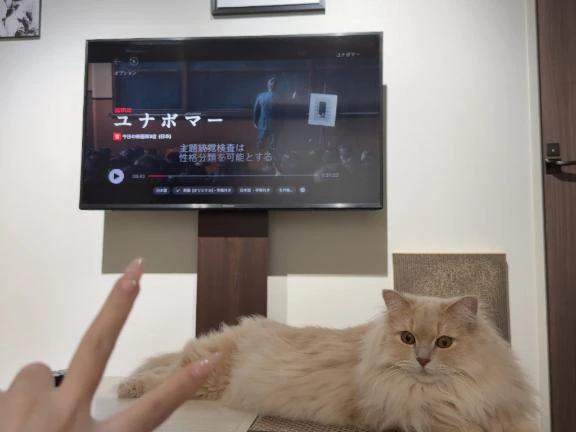猫がでかいのかテレビが小さいのか