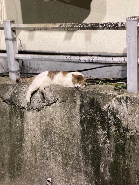 コケコッコー