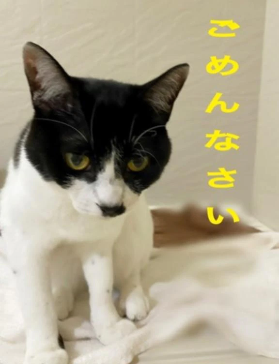 日曜日はごめんなさいっ