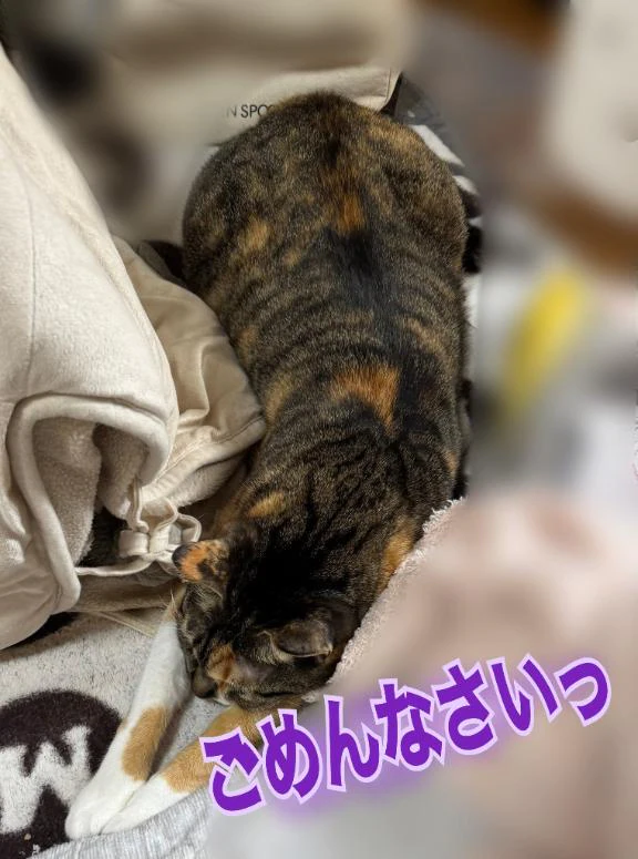 ごめんなさい🙇‍♀️