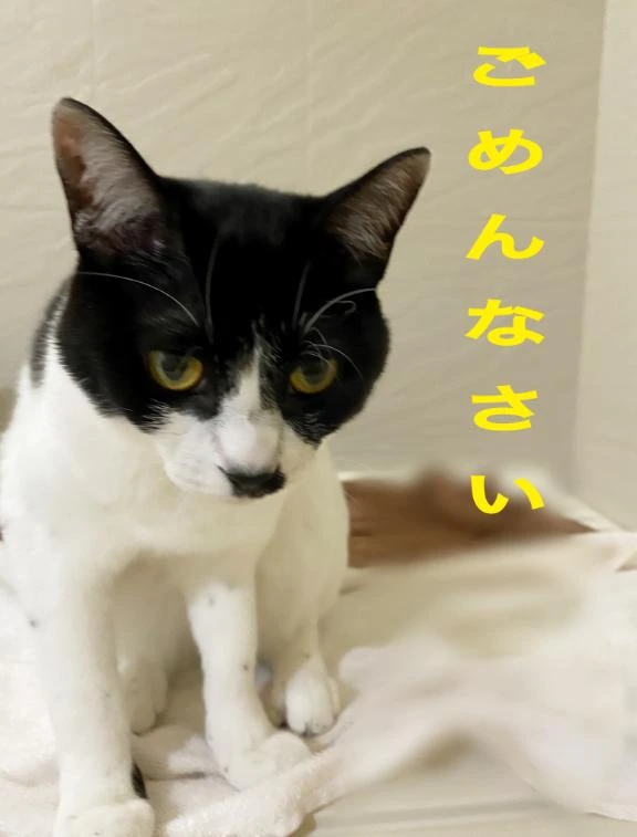 やっちまいました……