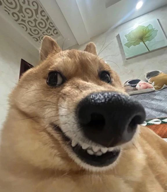 報告