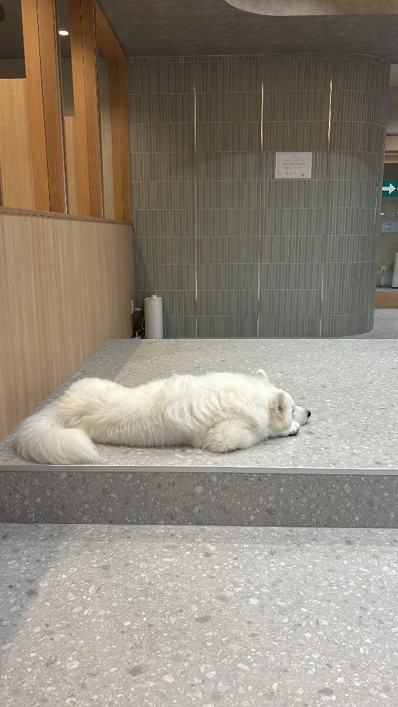 癒し効果抜群🐶🌟