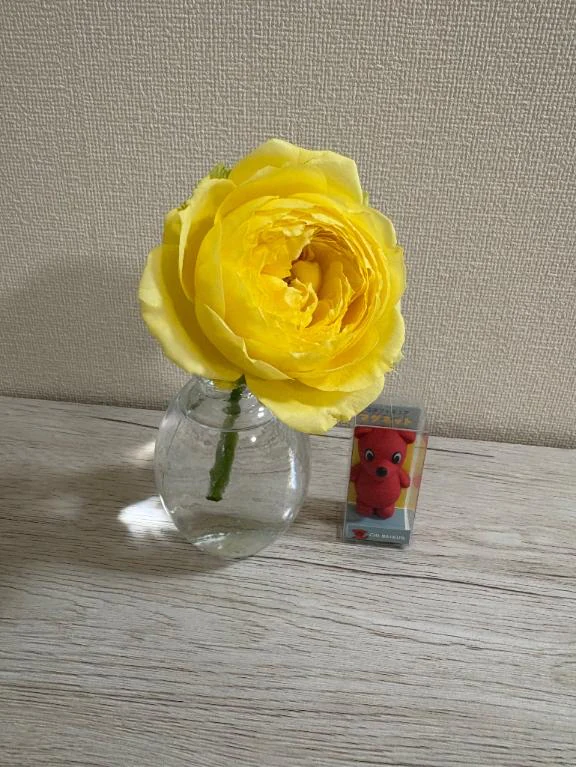 スマットなう💛カタリナ🌼