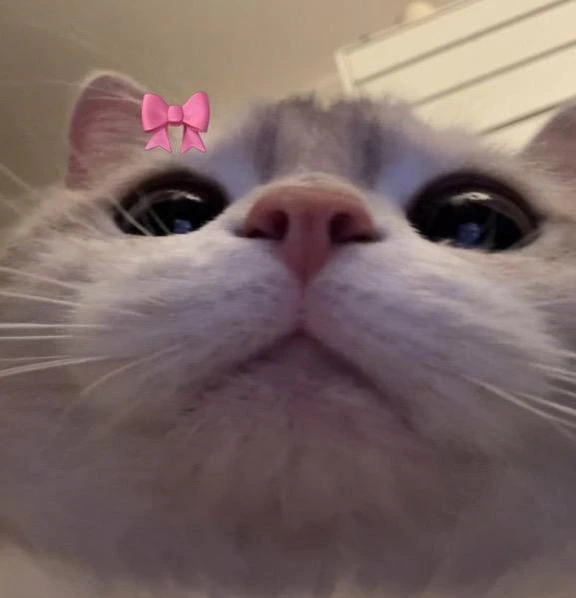 お知らせ🐈‍⬛🎀