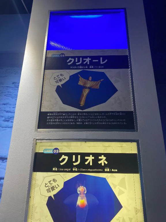 夏の陣⚔️
