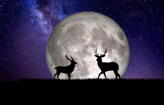 月🌕が綺麗だなと