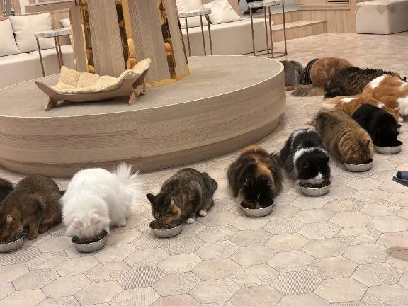 到着…🐈‍⬛⸒⸒⸒⸒🐾❤︎