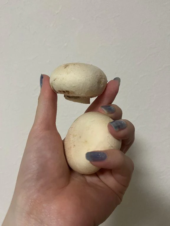 きのこ！