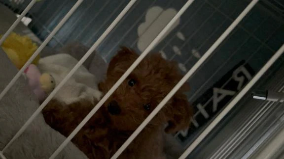 🐻💕