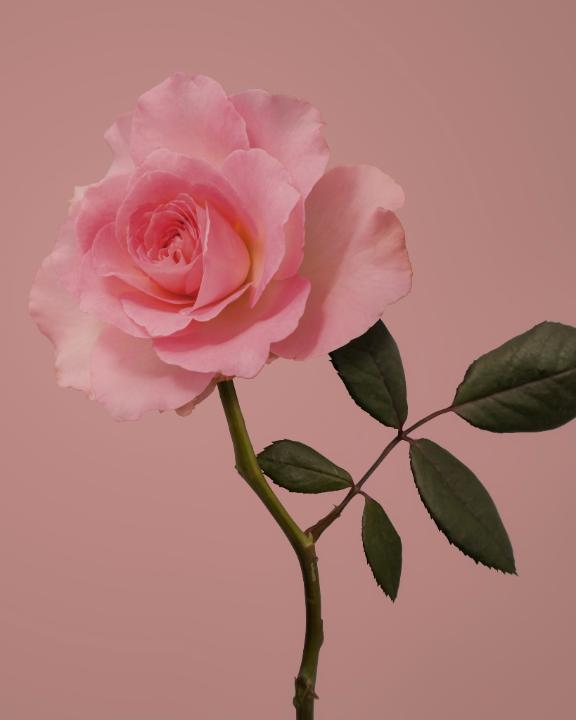 真鍋 柊花 の 本日 出勤いたします🌹