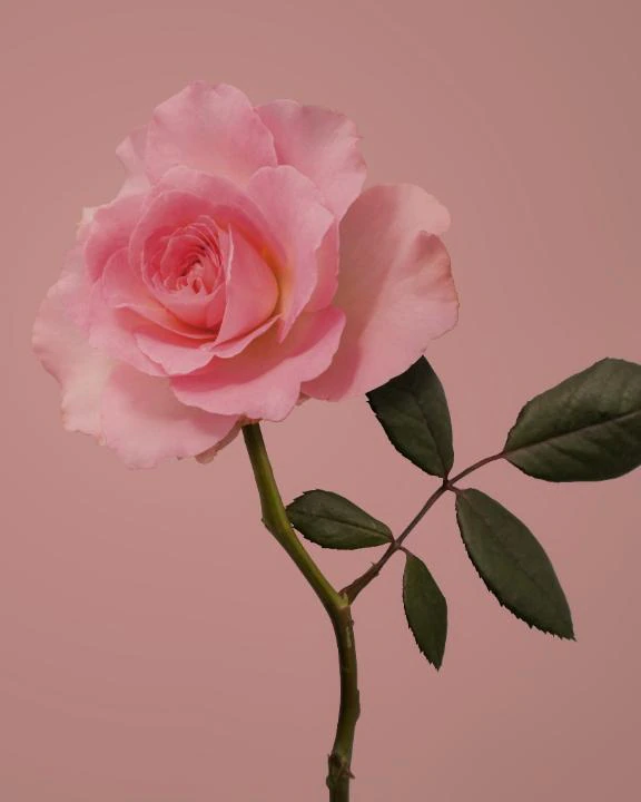出勤予定🌹