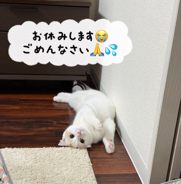 ハナ の 本日お休みのお知らせ🥲
