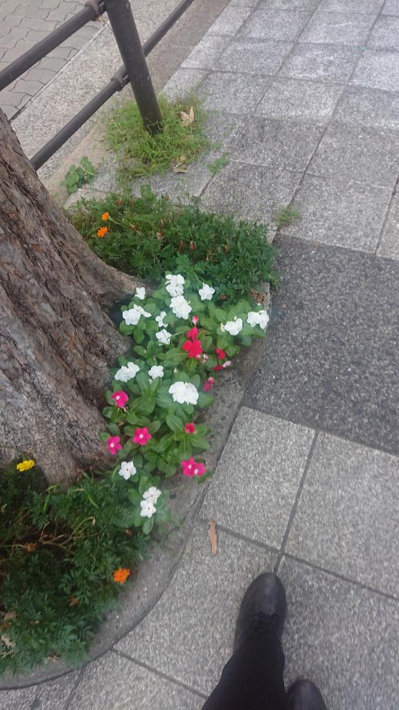 こう の おはようございます☆