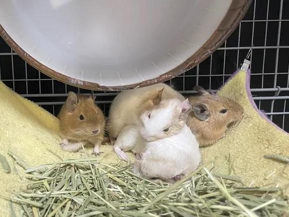 さき の さき（clubさくら日本橋店）