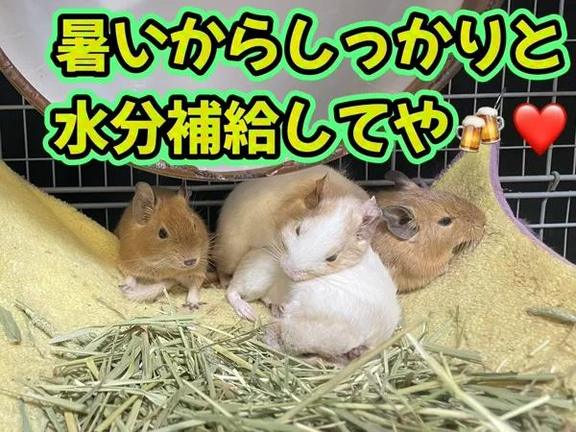 さき の さき（clubさくら日本橋店）