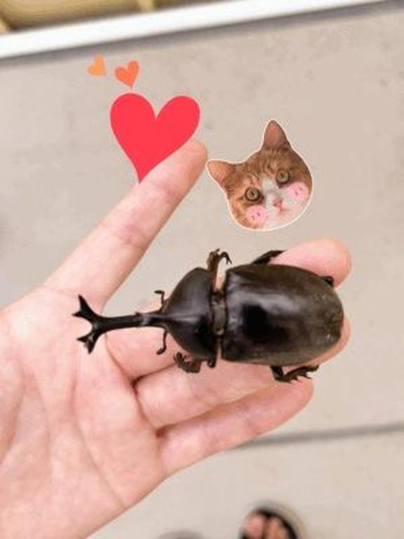 しい の ニョキッ?