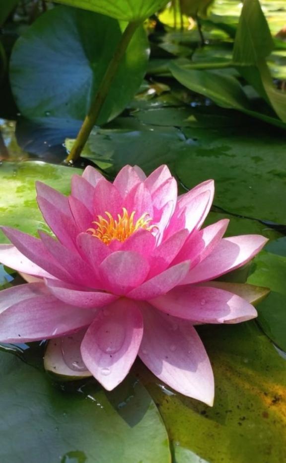 りお の 9月のお花