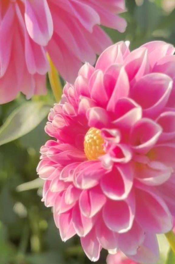 りお の 9月のお花